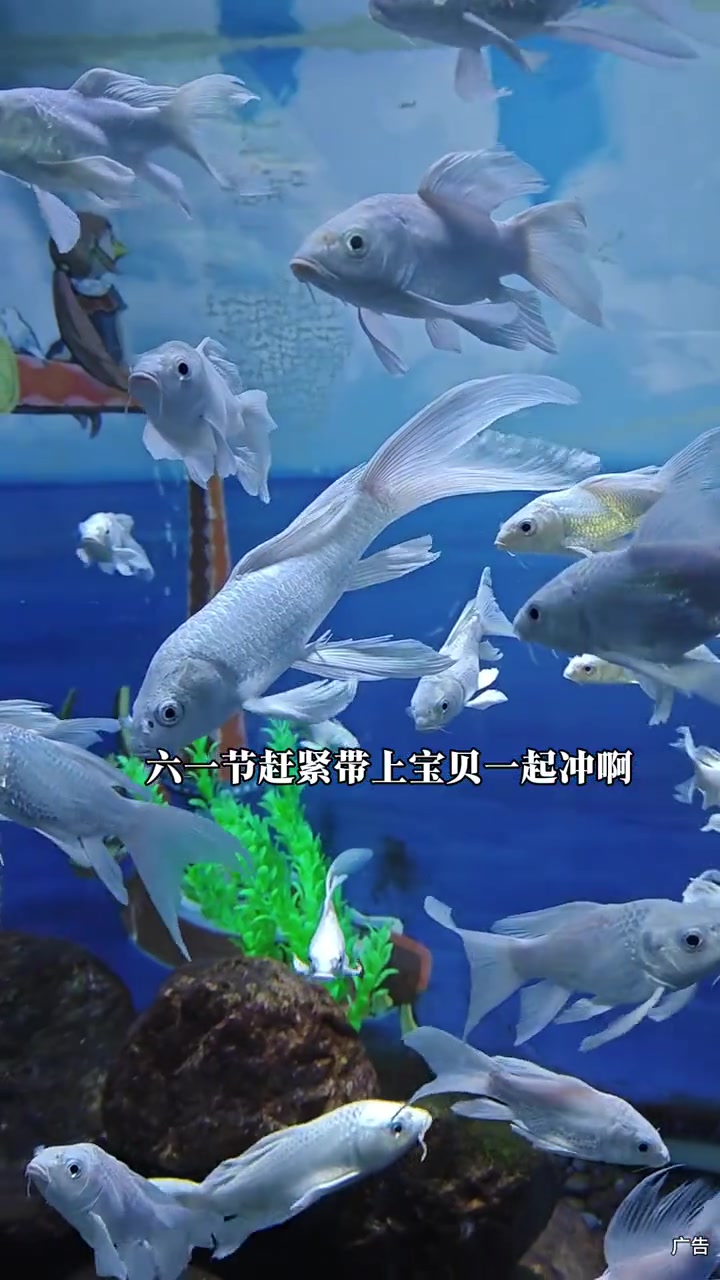 美男鱼来重庆欢乐海底世界了,六一节59.9,一票畅玩全场,还有美人鱼海狮海豹土著人火把表演