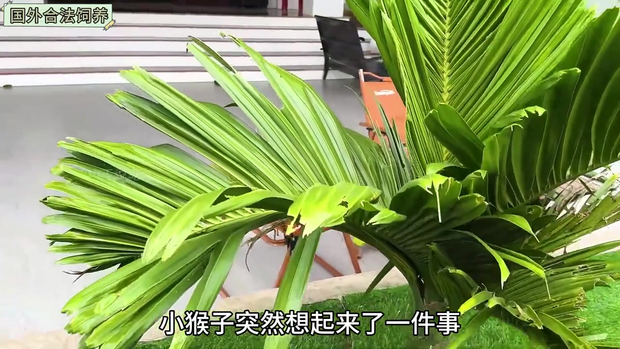 第330集|奶奶动手制作面包给小猴子吃,面包的口感让小猴子赞不绝口
