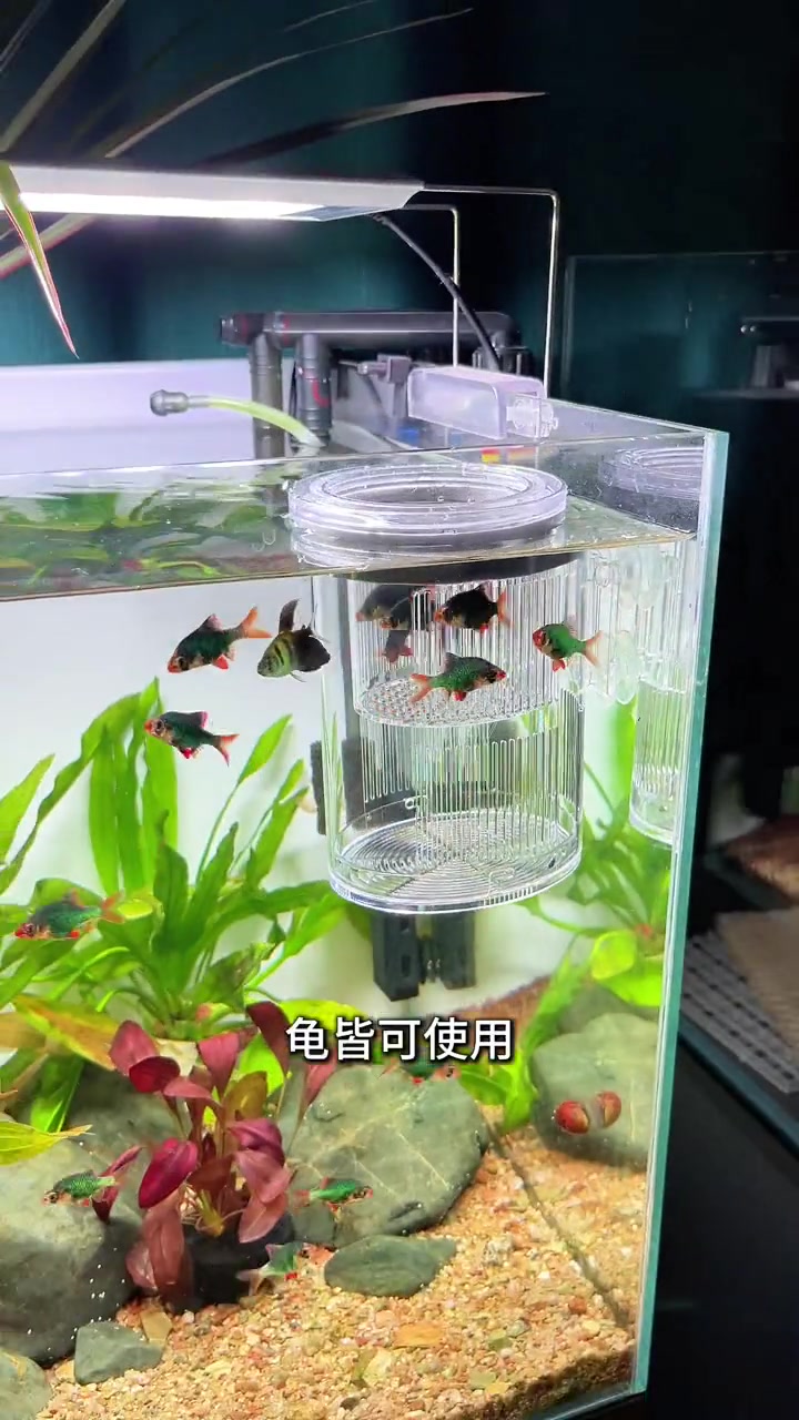 颜值在线还好用的隔离盒,母鱼怀孕互相打闹追逐的做隔离都可以用 观赏鱼 母鱼 孵化盒 鱼缸隔