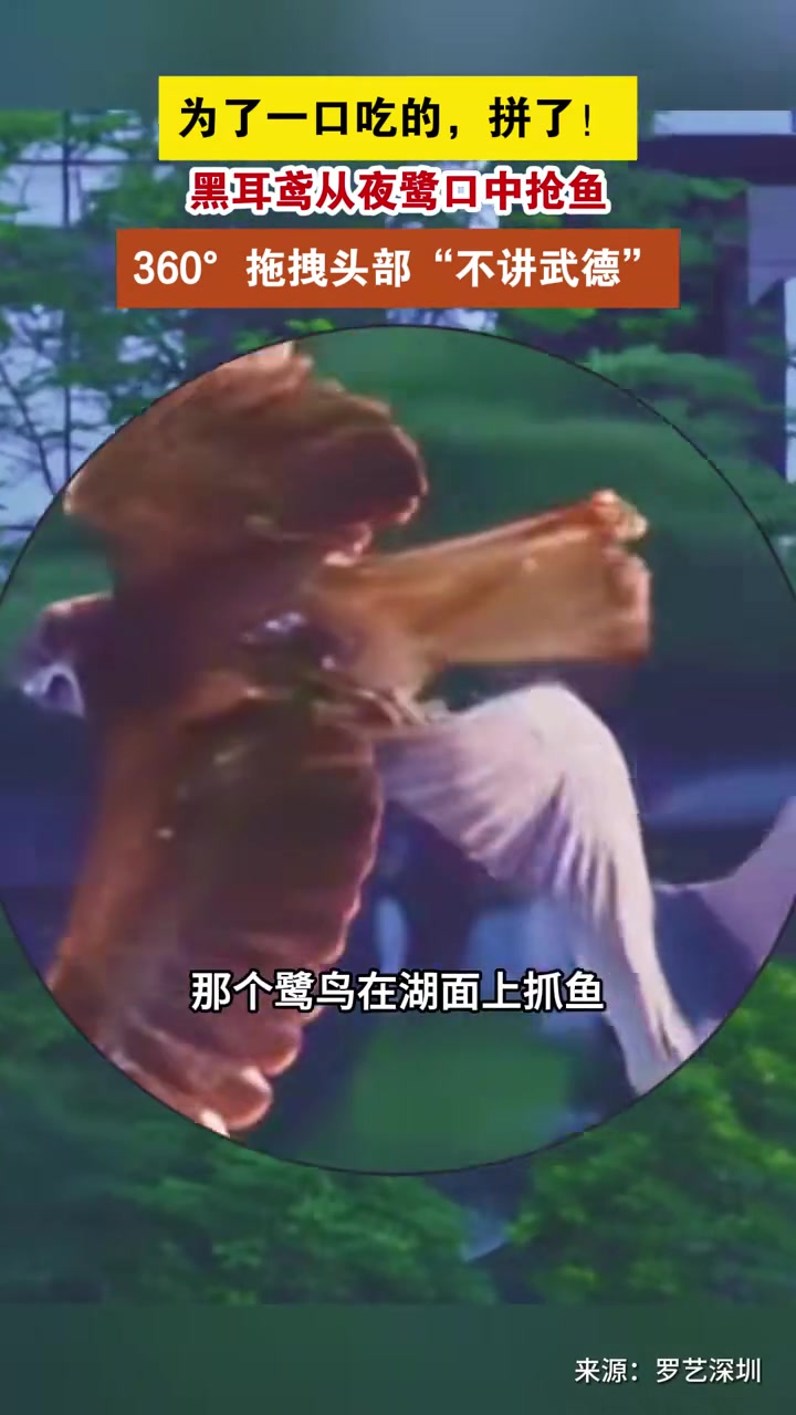 5月22日(采访时间),近日,深圳摄影师罗艺在华侨城天鹅湖拍摄到,鸟儿为争夺食物,空中决斗