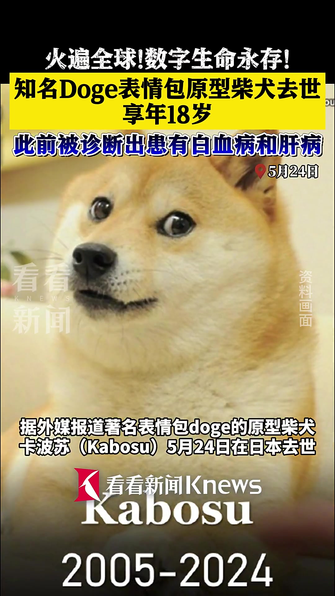 知名“Doge”表情包原型柴犬Kabosu去世,享年18岁