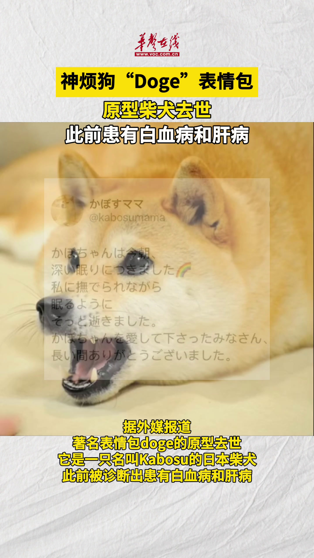 Doge表情包原型柴犬去世 此前患有白血病和肝病