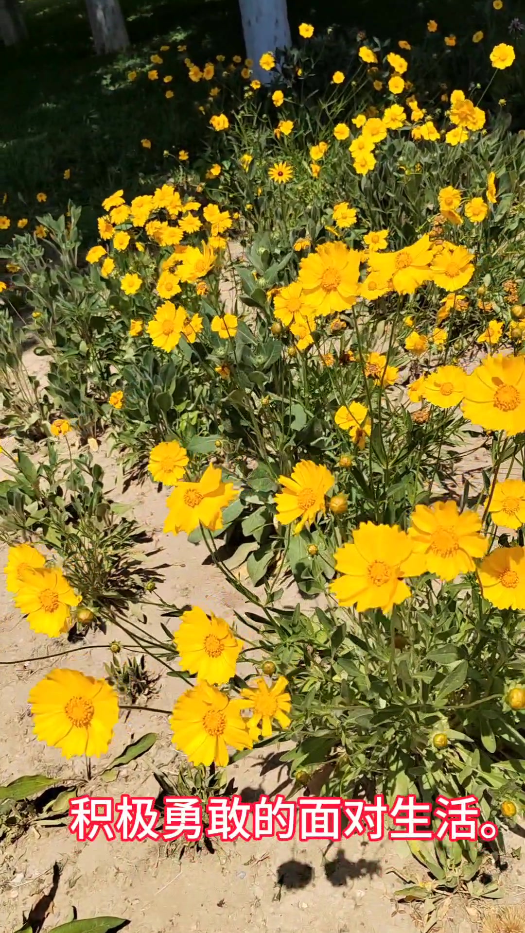 菊花灿烂,夏风轻柔;映入眼帘的全是金色的花海和醉人的仙境。
