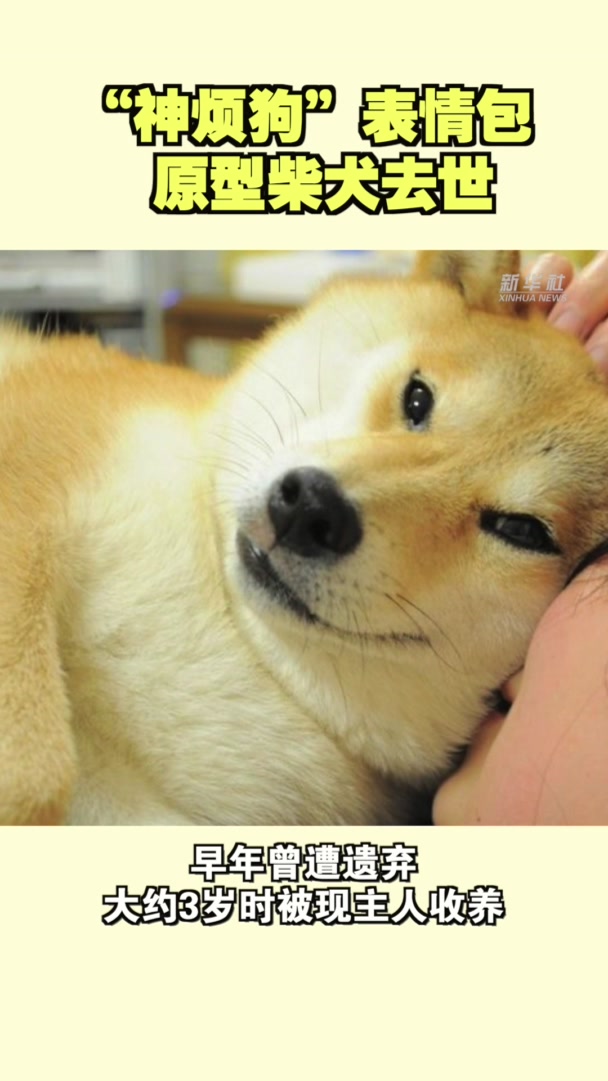 谢谢它给世界带来过快乐!“神烦狗”表情包原型柴犬去世