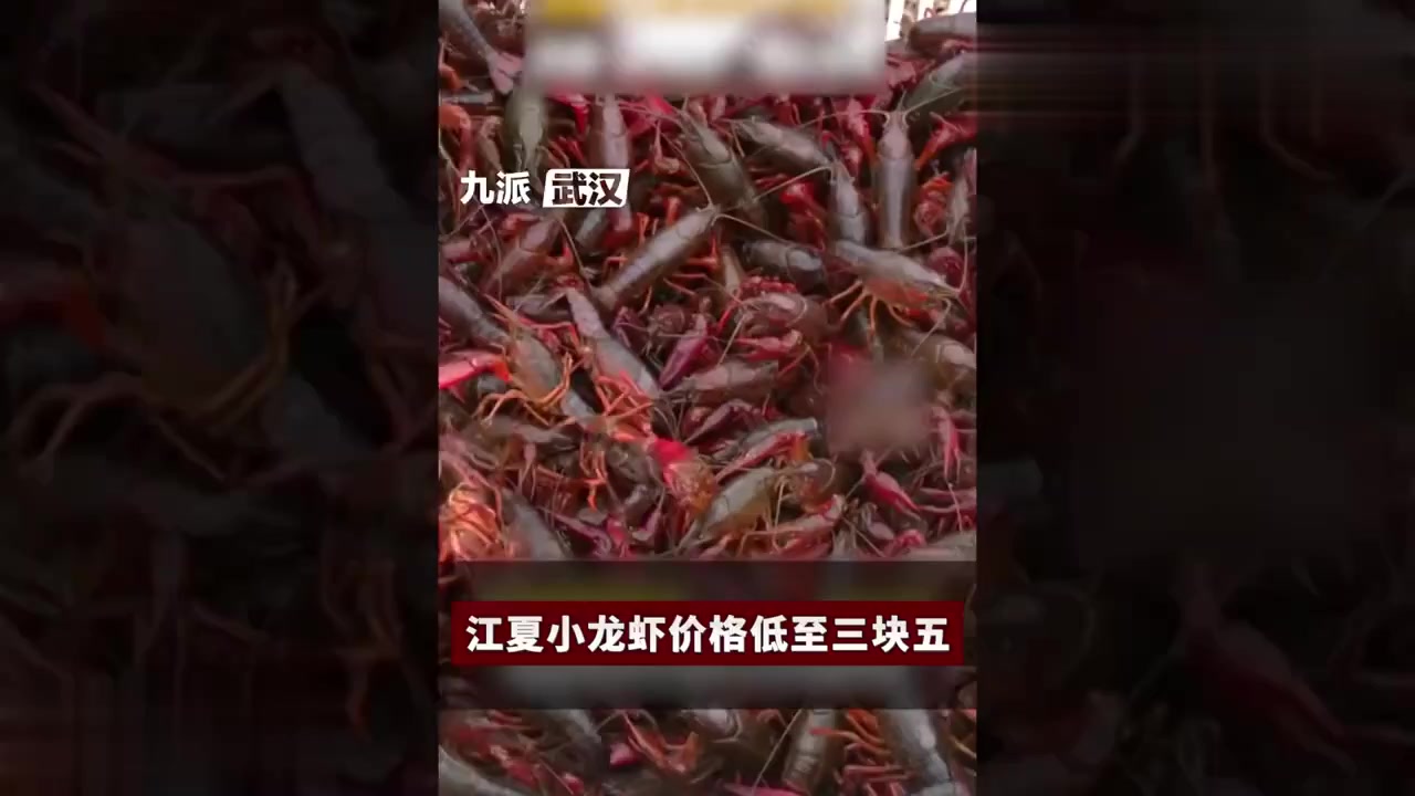 武汉江夏小龙虾价格下降,低至3.5元
