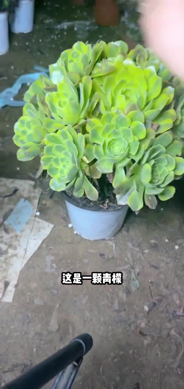 家人们冲啊!买它买它!多肉法师