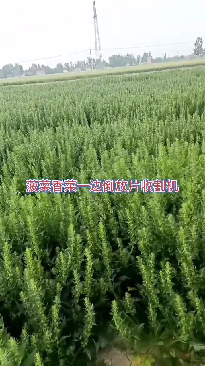 菠菜放片小型收割机,收割晾晒小麦香菜薄荷佩兰高丹草,整齐放片