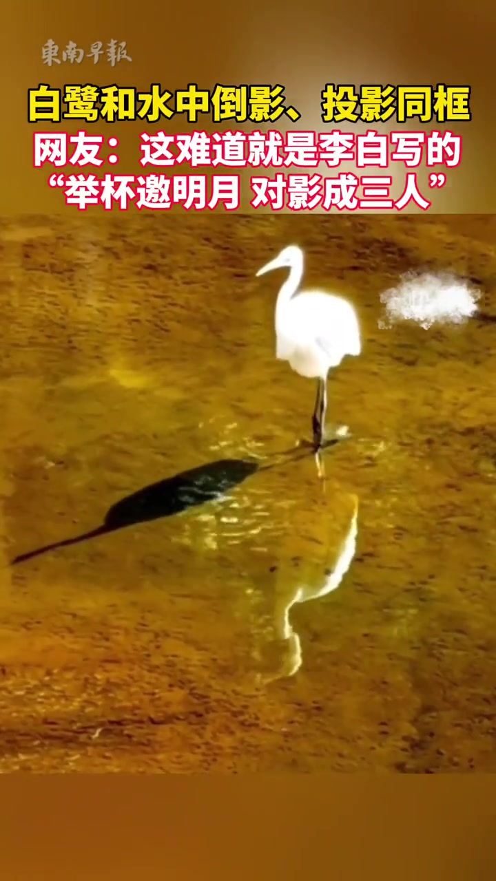 白鹭和水中倒影、投影同框。网友:这难道就是李白写的,“举杯邀明月,对影成三人”?