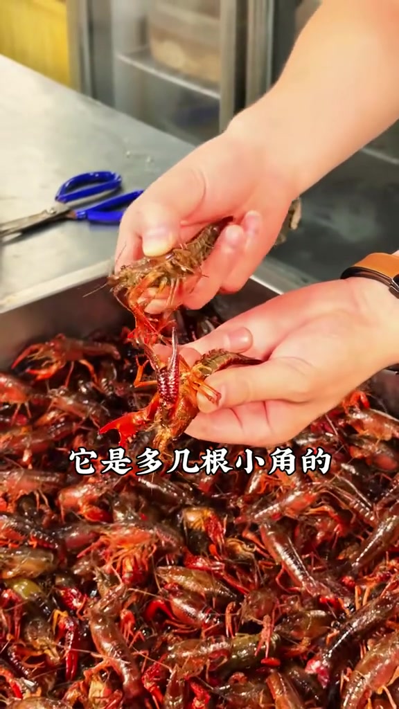 小龙虾还有公母之分第一次听说 小龙虾还有公母之分第一次听说 小龙虾 辣卤小龙虾