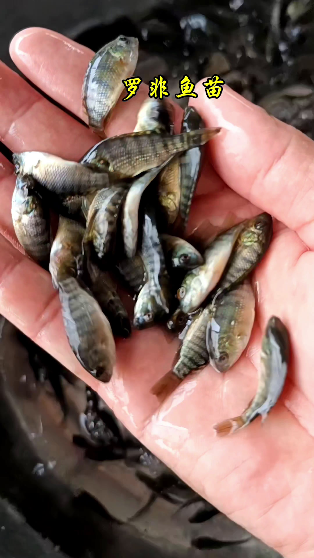 海南一号罗非鱼苗脆肉罗非鱼苗新吉富罗非鱼苗