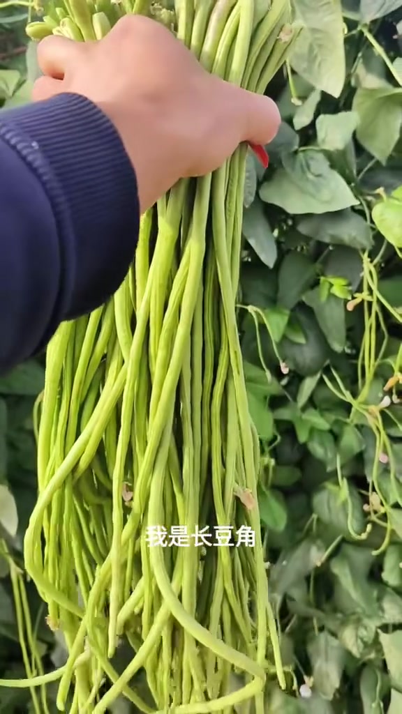 我是长豆角,一款新鲜蔬菜!下面请听我的自我介绍!2024新农人计划 分享农业知识帮农民增产