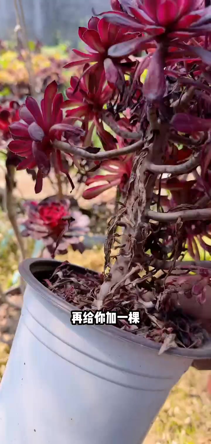 多肉植物莲花掌系列舞天姬大老桩左下角小黄车可以下单