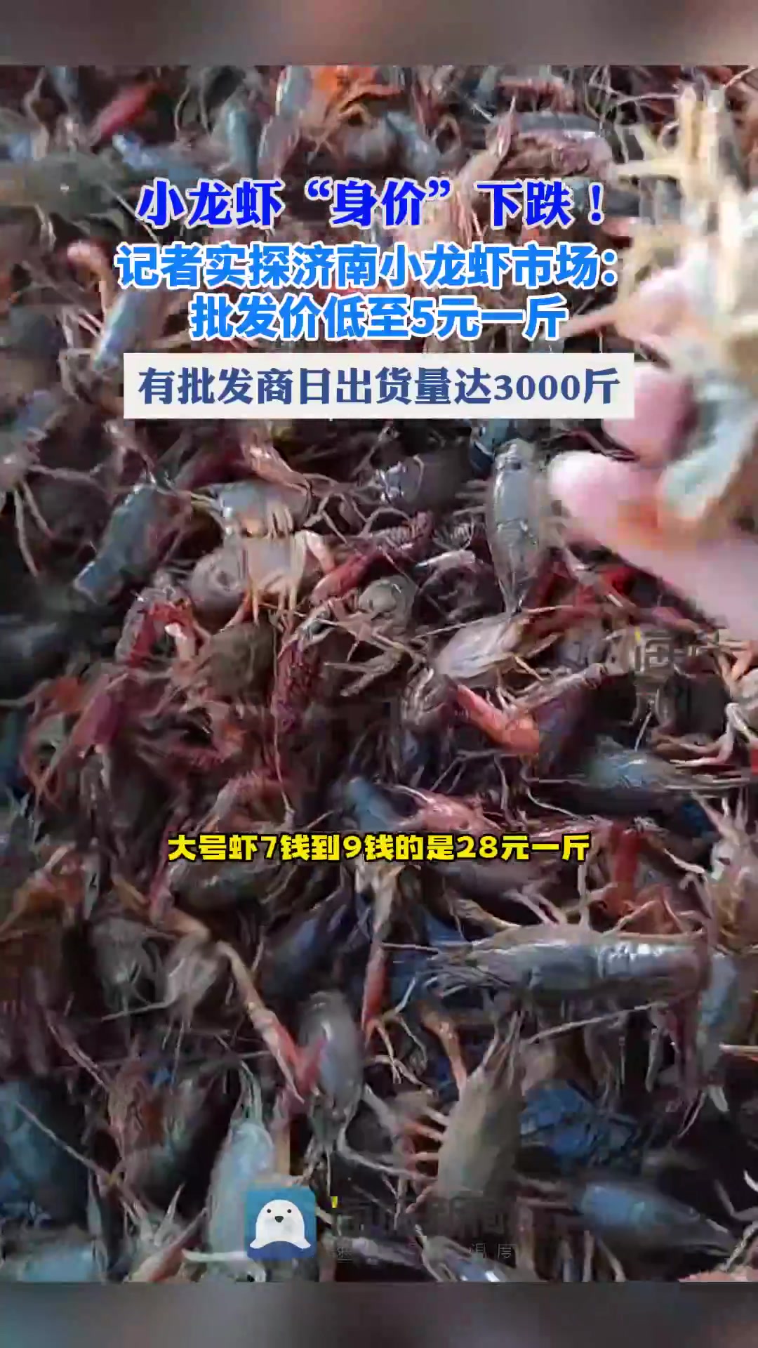 记者实探济南小龙虾市场:批发价低至5元一斤,有批发商日出货量达3000斤