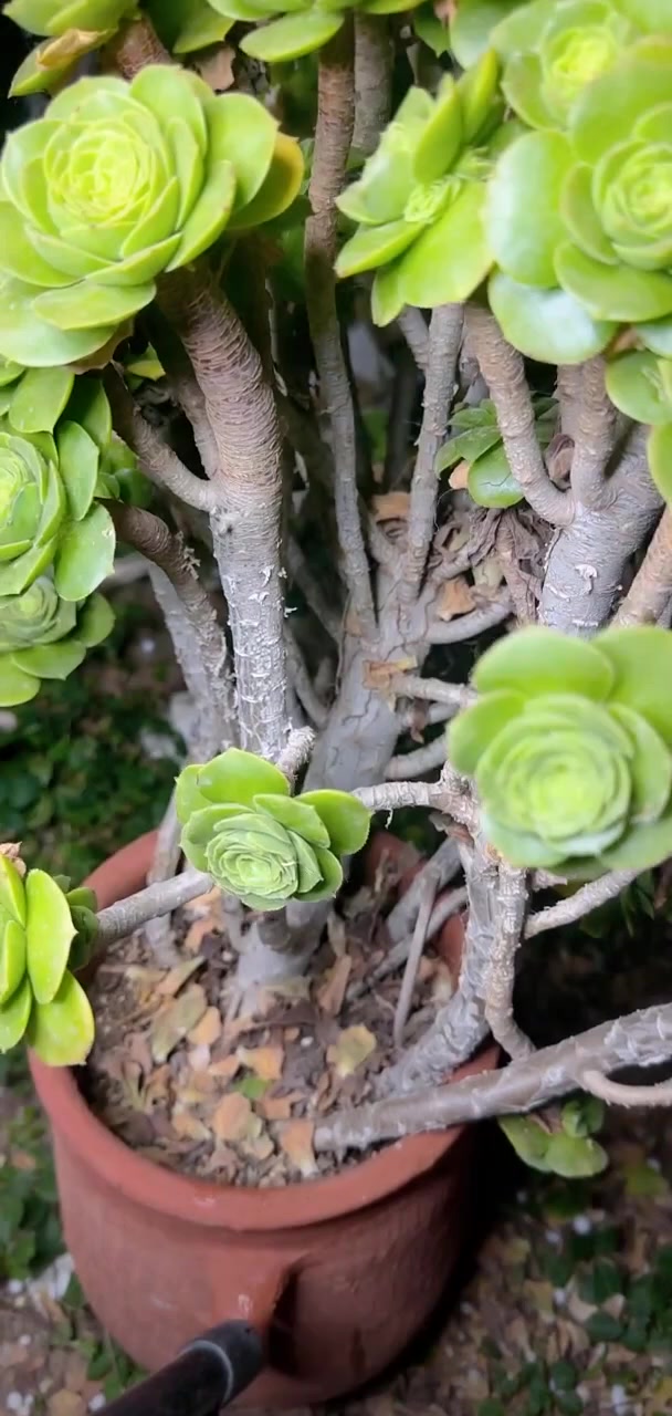 家人们冲啊!买它买它!多肉法师