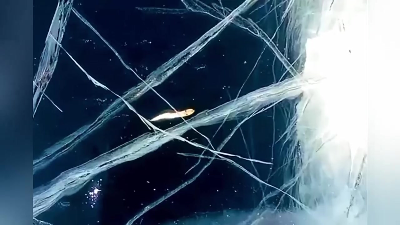 蛇爬树?不怕冻的鱼?被拍到的不可思议的离奇事件!
