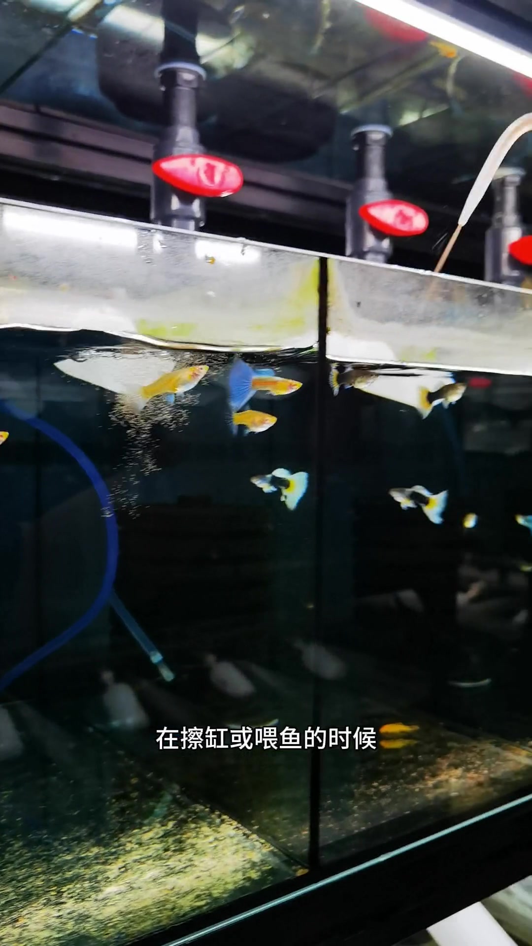 观赏孔雀鱼角度。