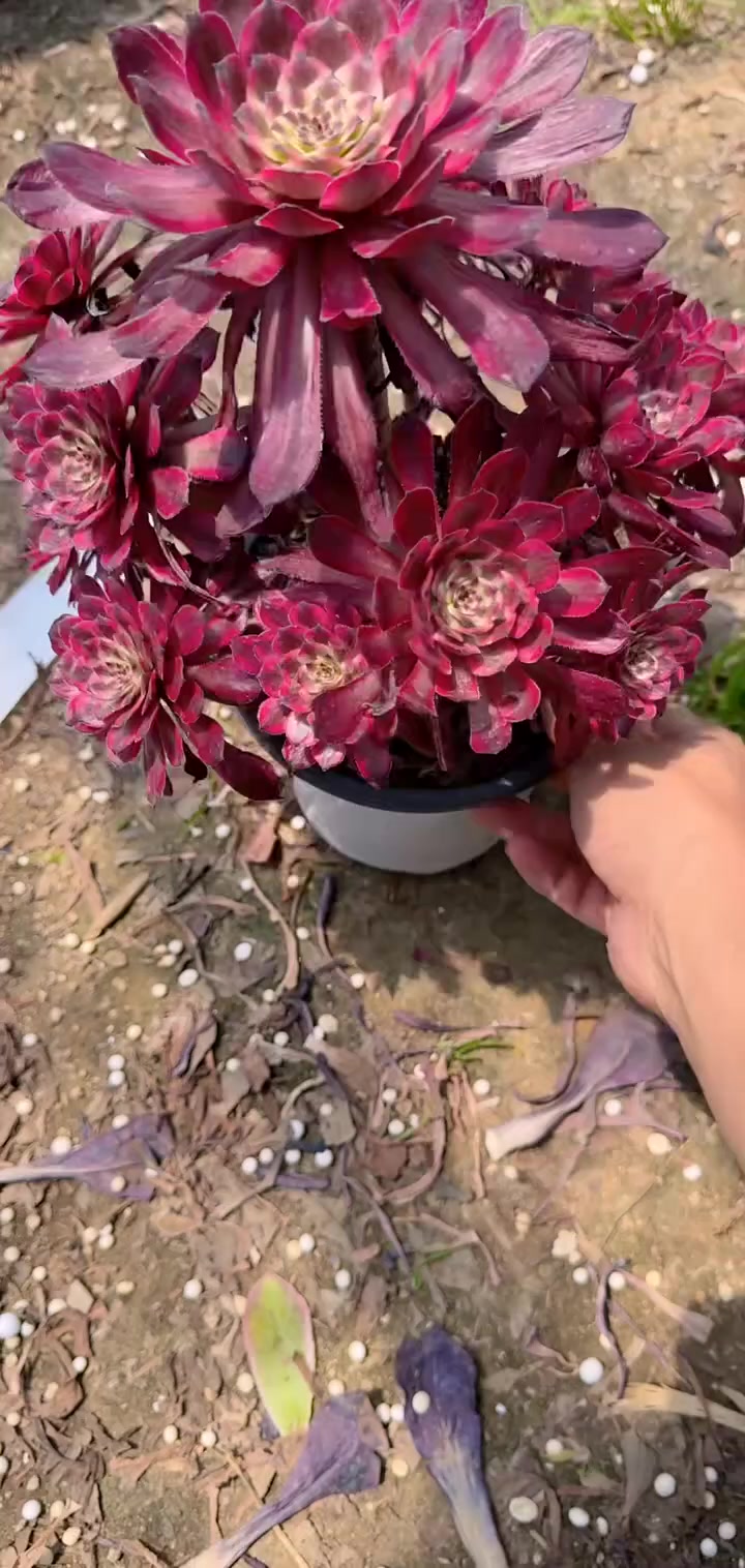 家人们冲啊!买它买它!多肉植物莲花掌系列舞天姬大老桩