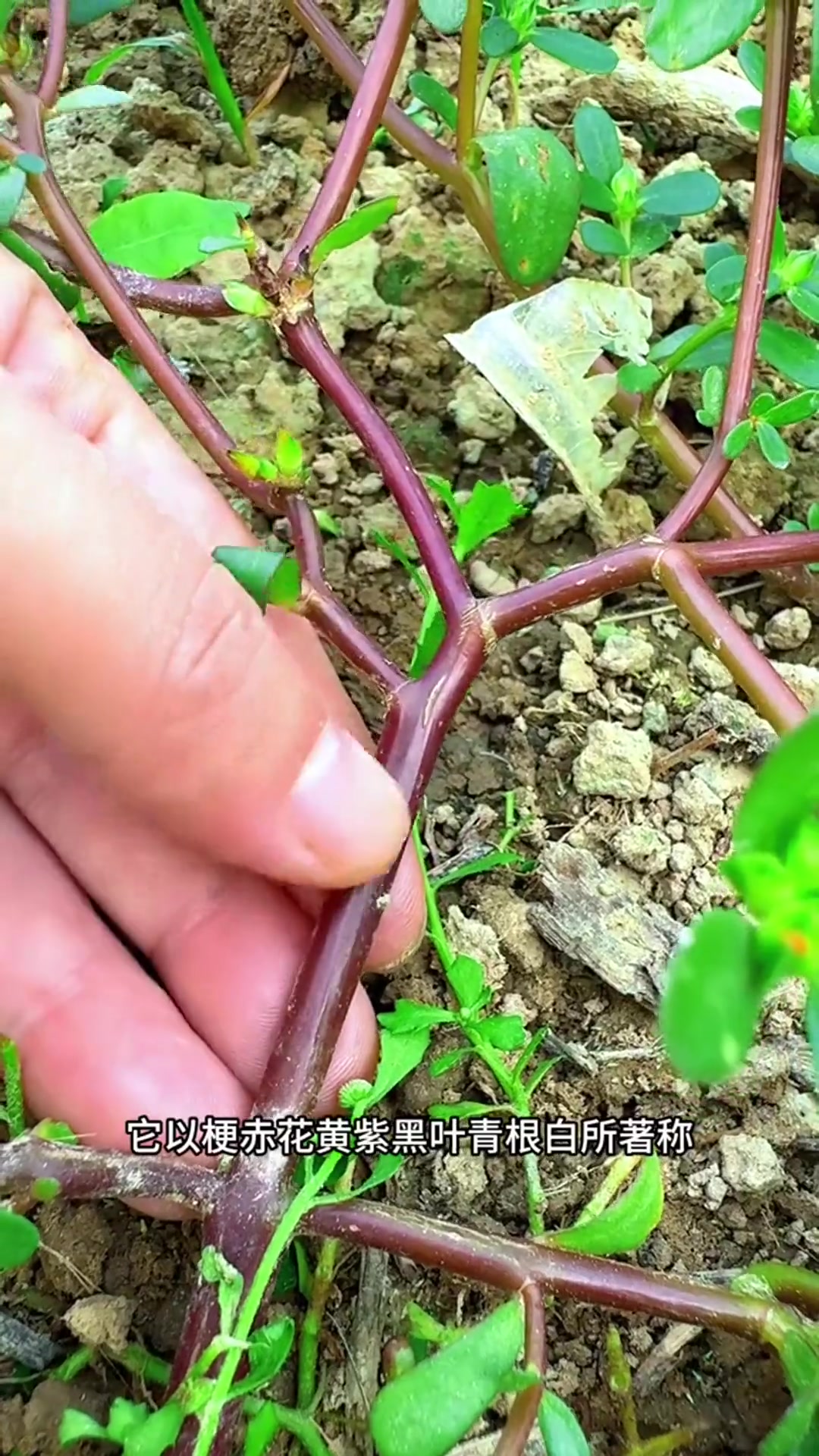 瓜子菜的学名叫马齿苋,村里人采摘回来晒干,你认识这种植物吗?
