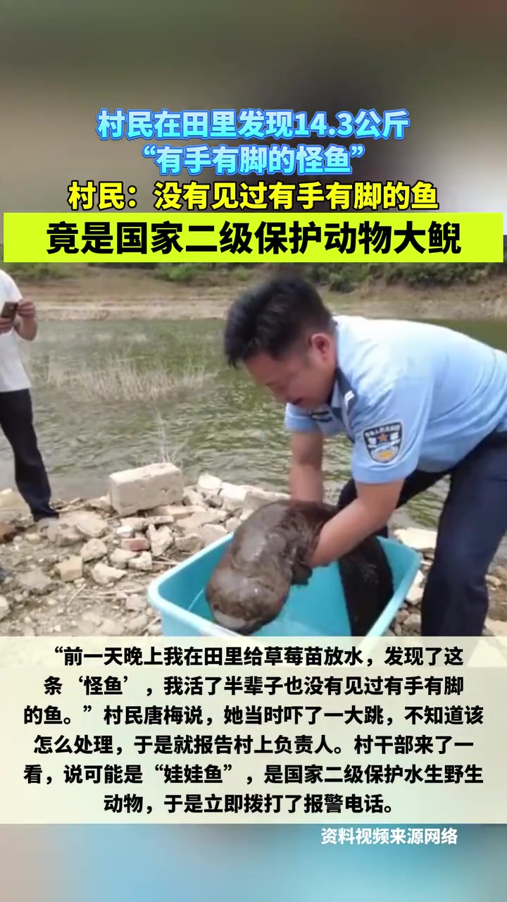 村民在田里发现14.3公斤“有手有脚的怪鱼”,竟是国家二级保护动物大鲵(红星新闻)