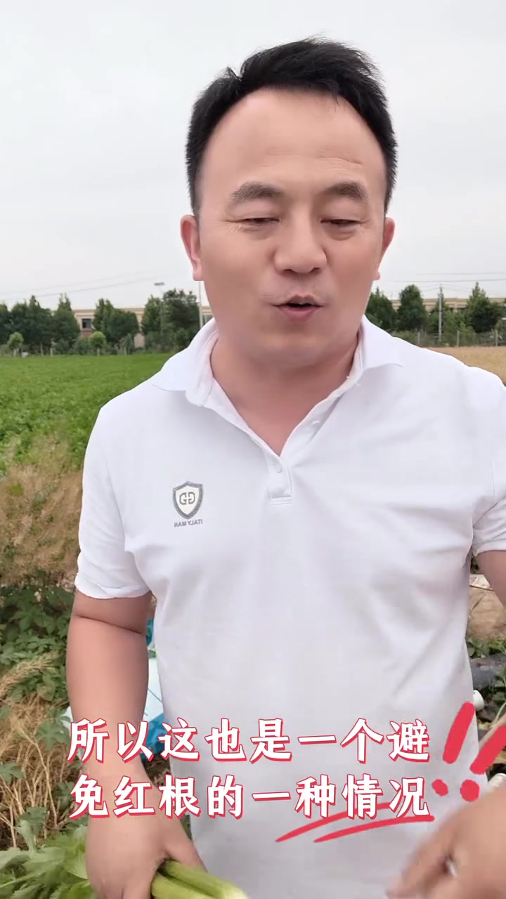 芹菜红根问题,视频很长,尽量看完