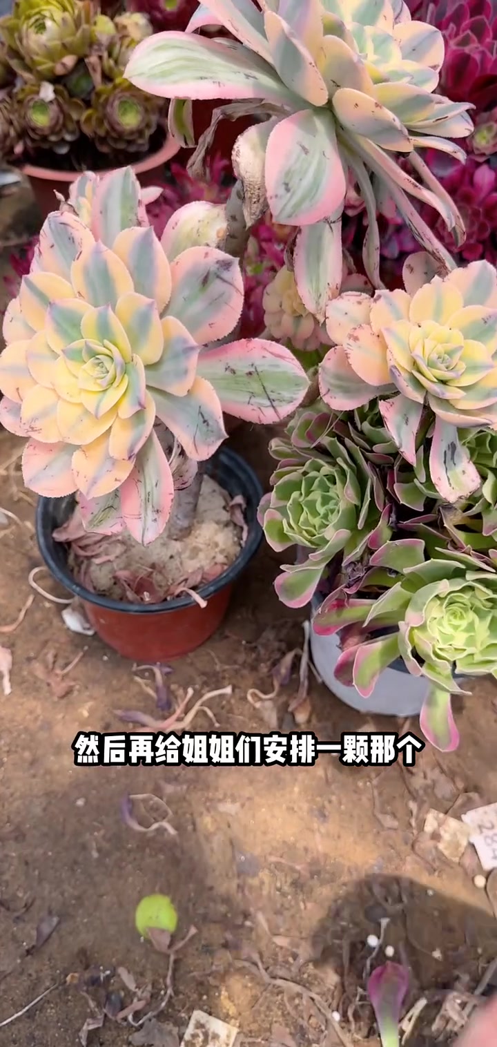 多肉法师左下角小黄车可以下单