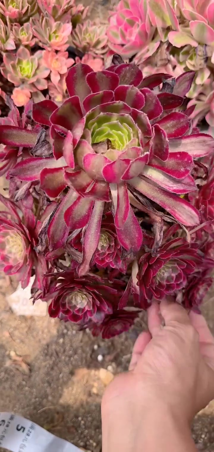 多肉植物莲花掌系列舞天姬大老桩宝宝们抓紧时间抢购吧!