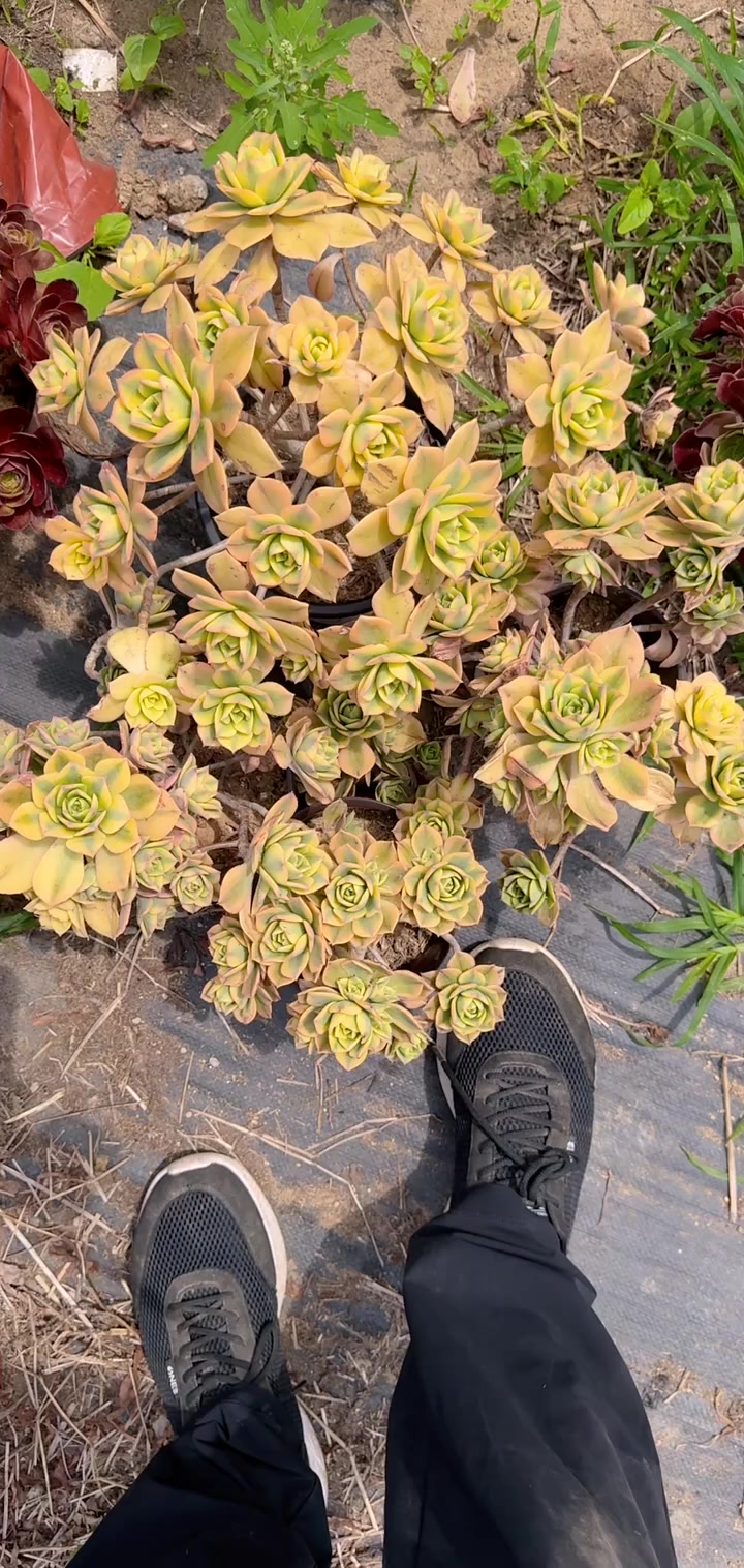 我推荐了 多肉法师,快来看看!