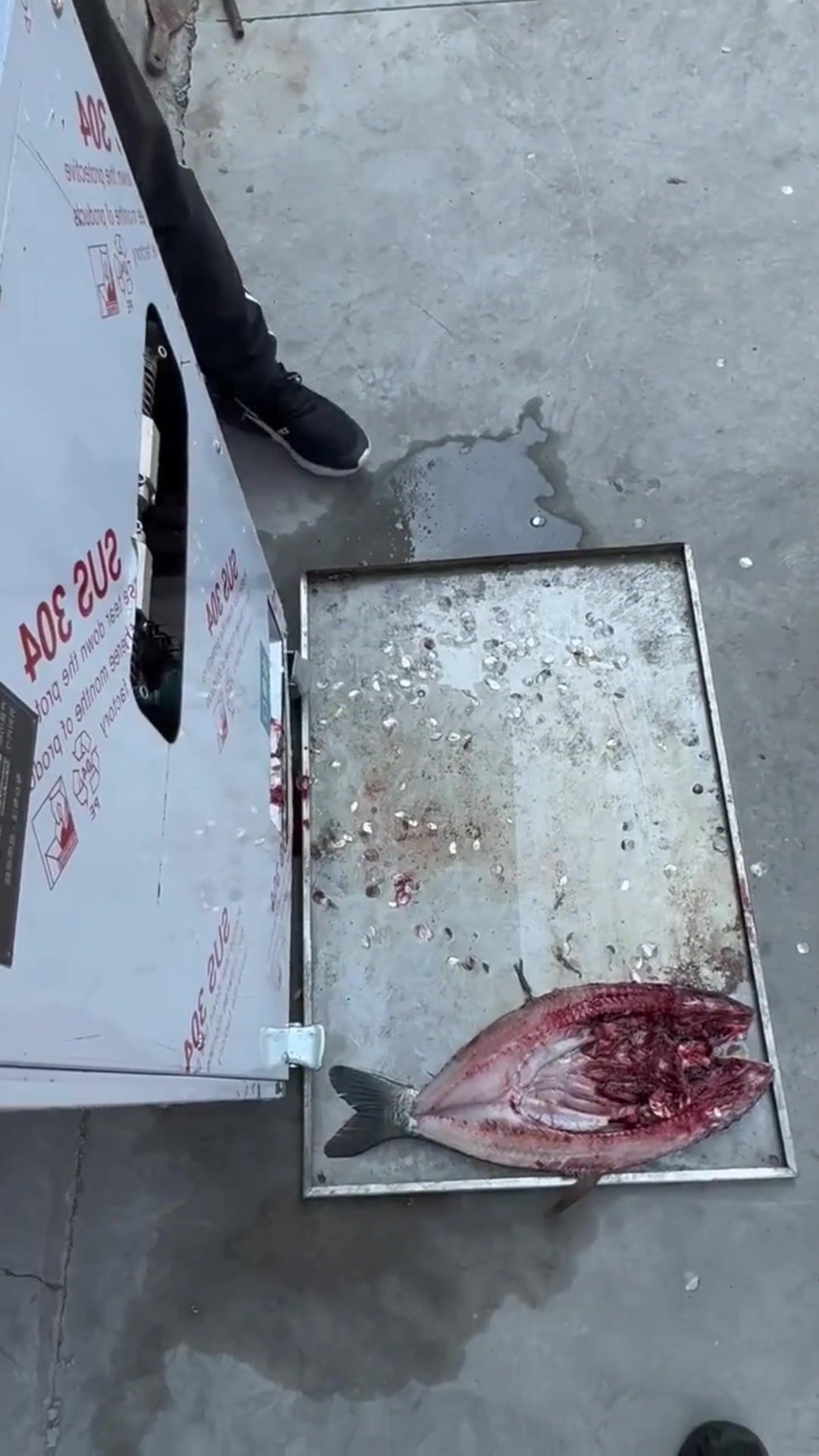 全自动刮鱼鳞杀鱼一体机