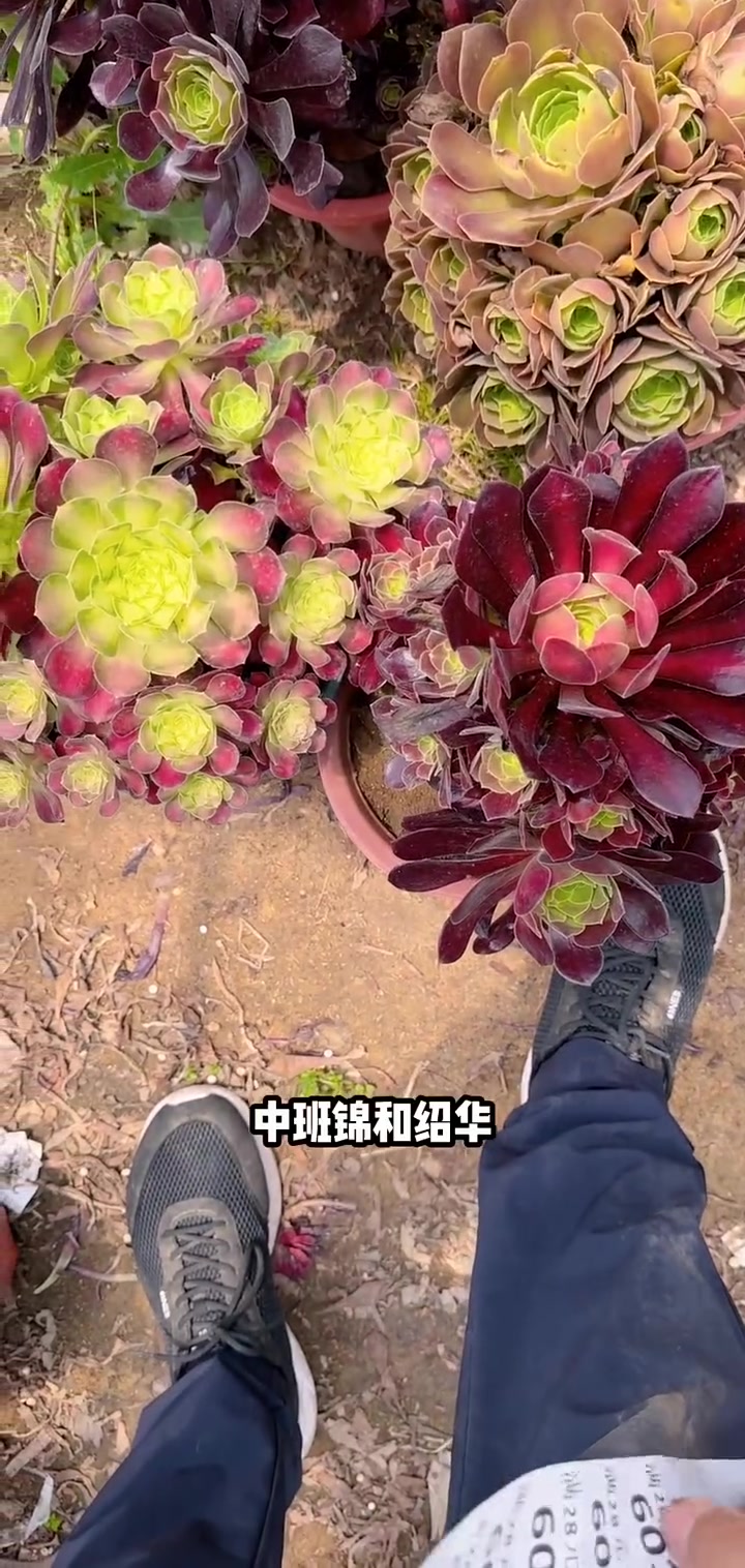 家人们冲啊!买它买它!多肉植物莲花掌系列舞天姬大老桩