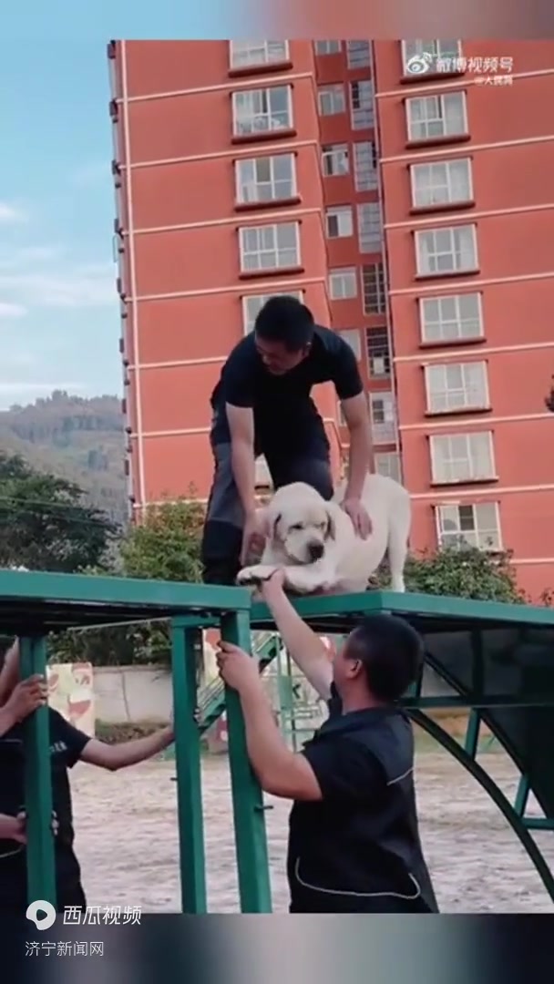 警犬首次过断桥吓出表情包 在训导员助力下终于突破自我