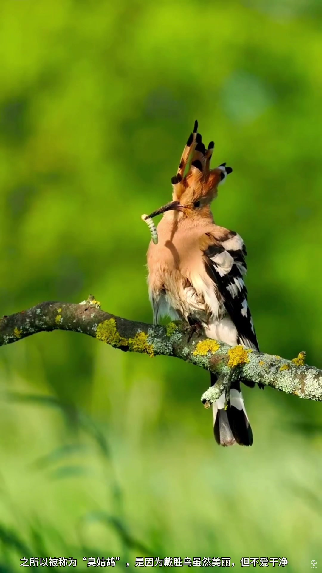“棺材鸟”戴胜是在粪便里长大的鸟,臭不可闻,为何被称为吉祥鸟