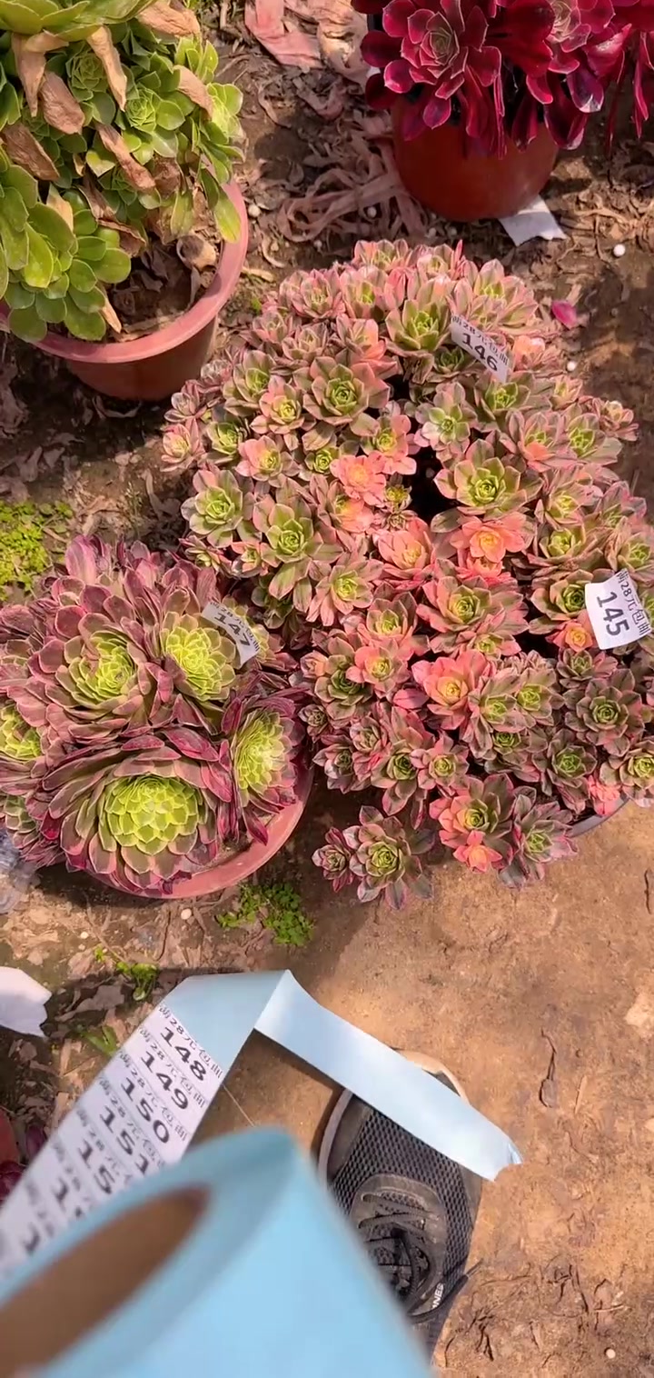 多肉法师左下角小黄车可以下单