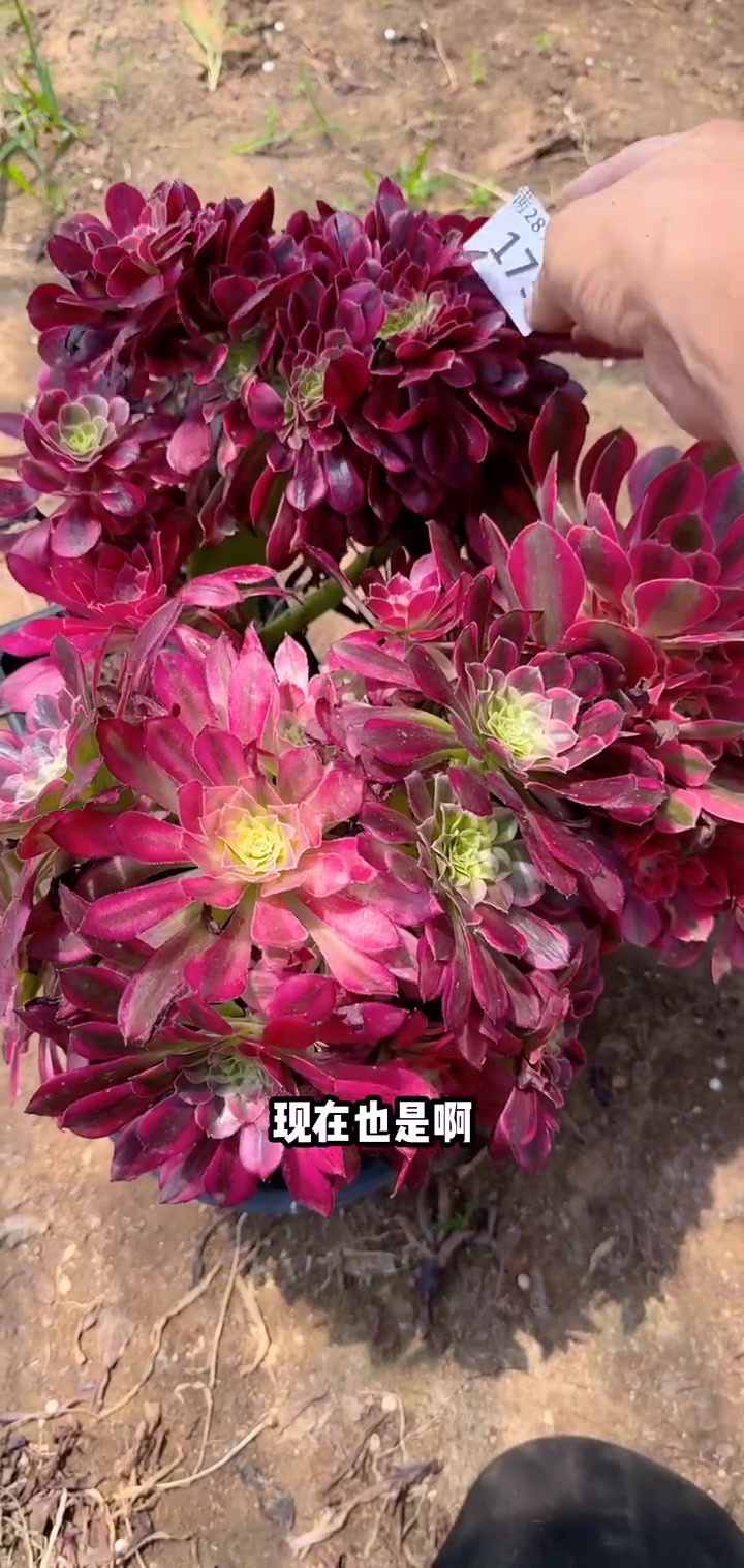 家人们冲啊!买它买它!多肉植物莲花掌系列舞天姬大老桩