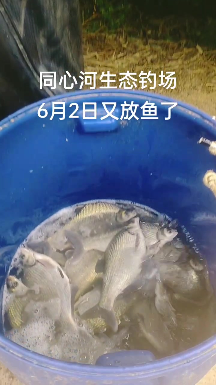 同心河活水鱼钓场