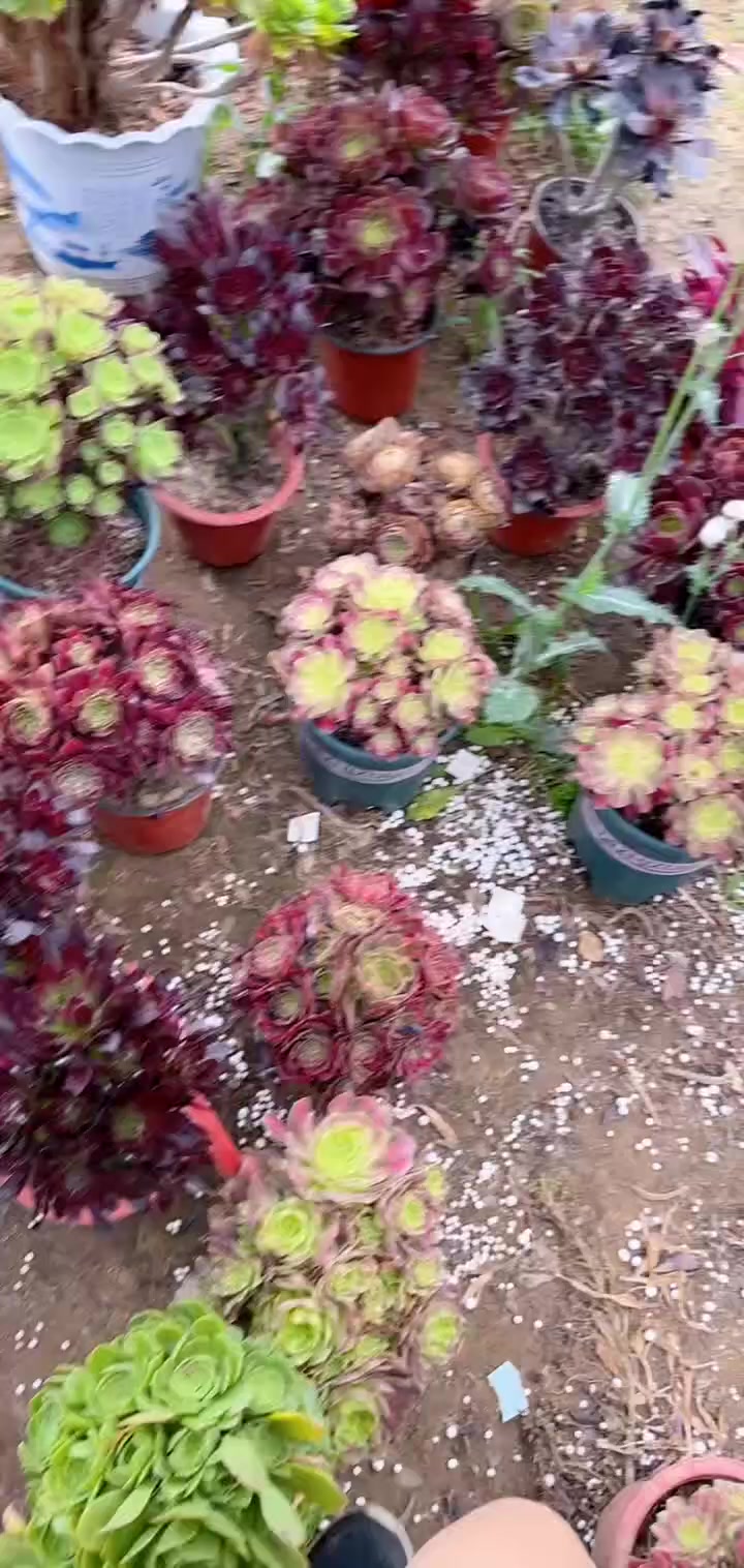 家人们冲啊!买它买它!多肉法师