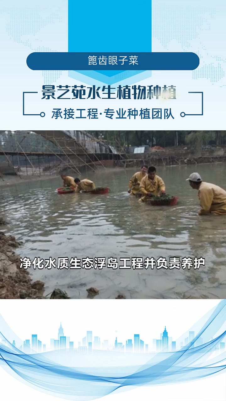 篦齿眼子菜