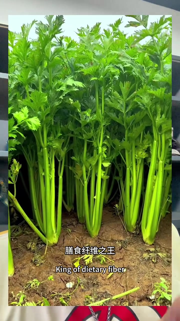 夏天就要多吃蔬菜!