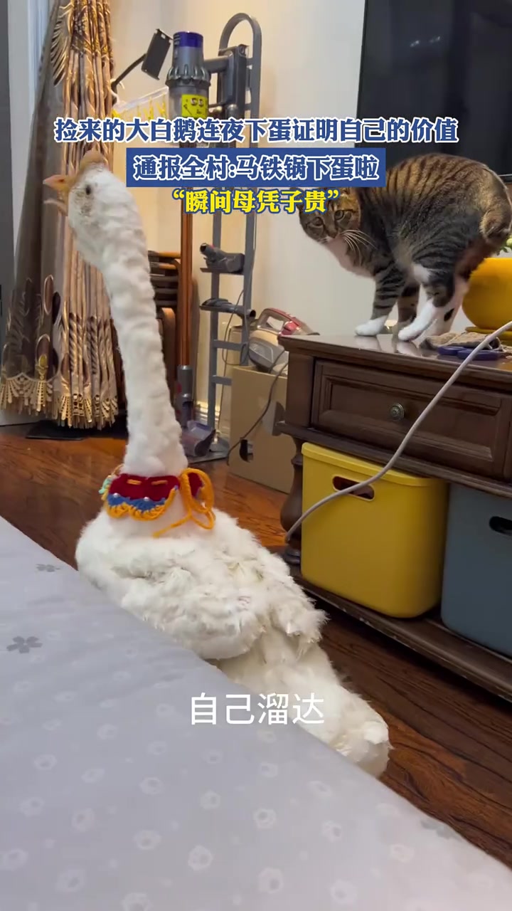捡来的大白鹅连夜下蛋证明自己的价值,“瞬间母凭子贵”
