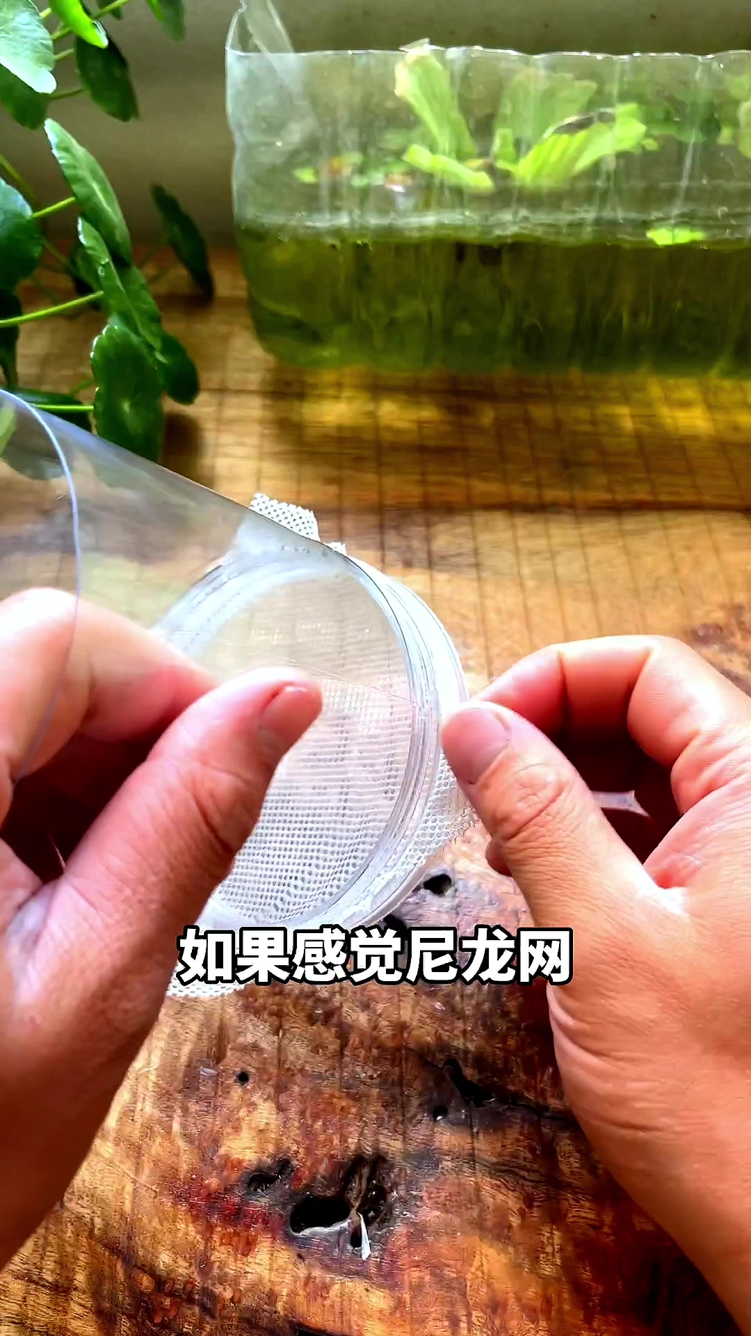 自己动手制作孔雀鱼繁殖的,这也太香了