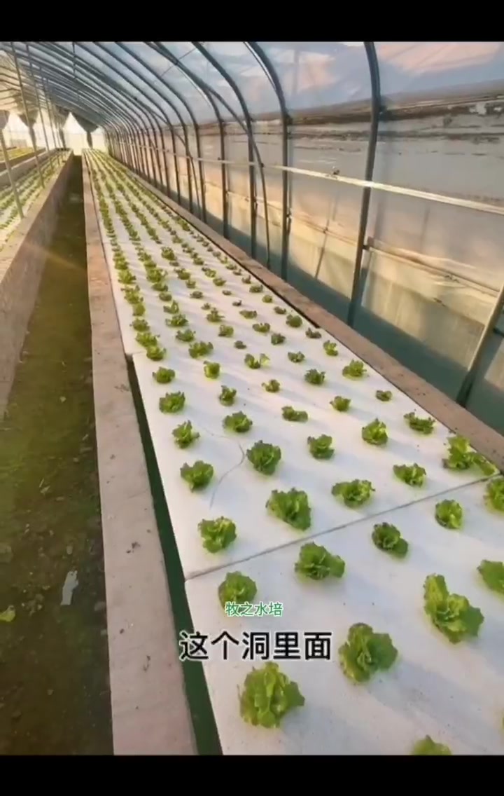 带你了解水培蔬菜一种新型的环保健康的种菜方式
