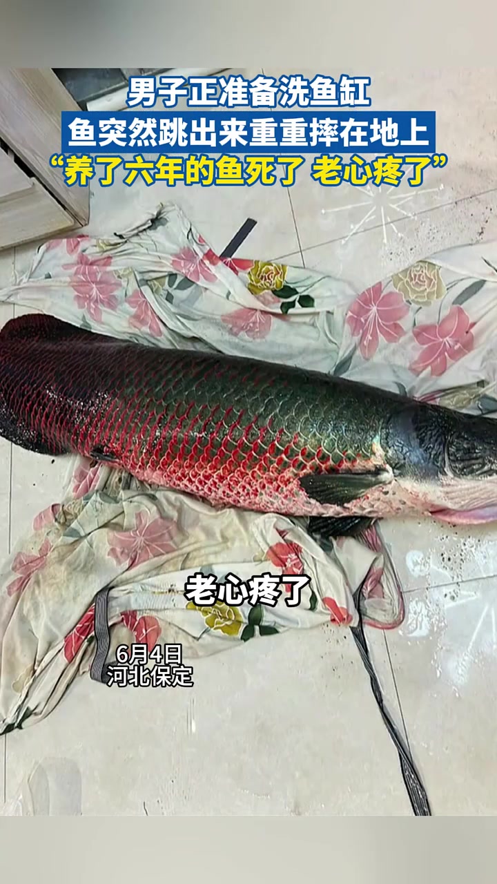 男子正准备洗鱼缸,鱼突然跳出来重重摔在地上,“养了六年的鱼死了,老心疼了”