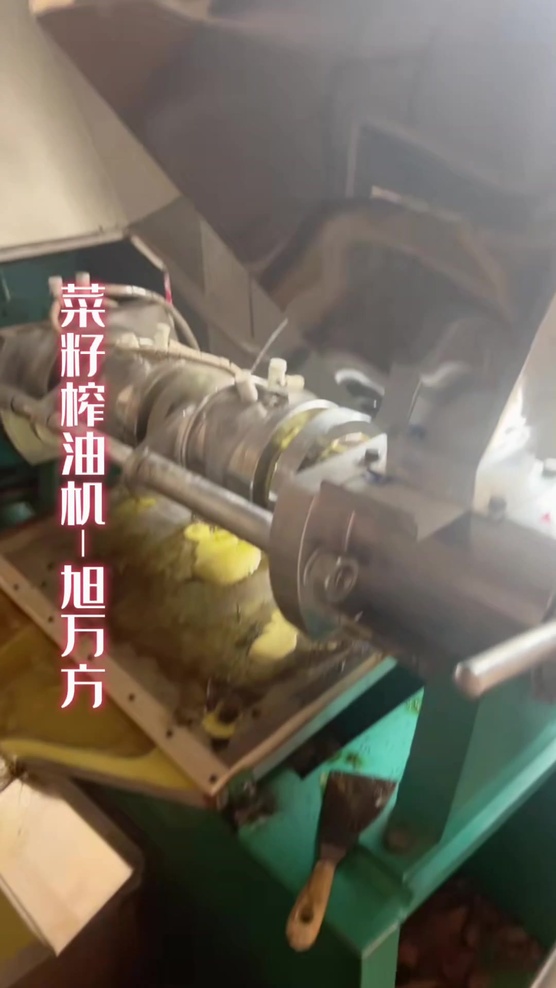 多功能螺旋榨油机压榨油菜籽现场实拍 全自动榨油机