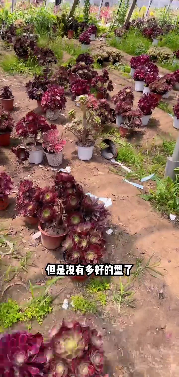 多肉法师宝宝们抓紧时间抢购吧!