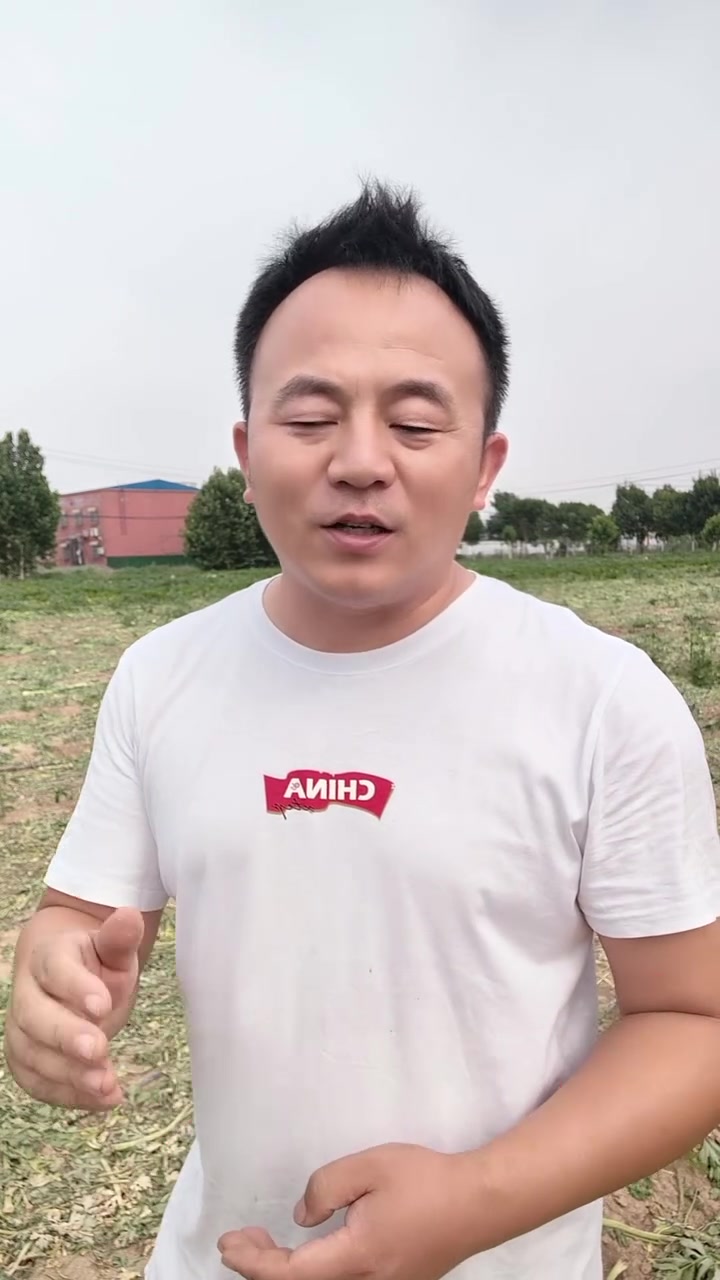 春芹菜抽苔是一种现象。最终是开花结果!温度是主演原因?!