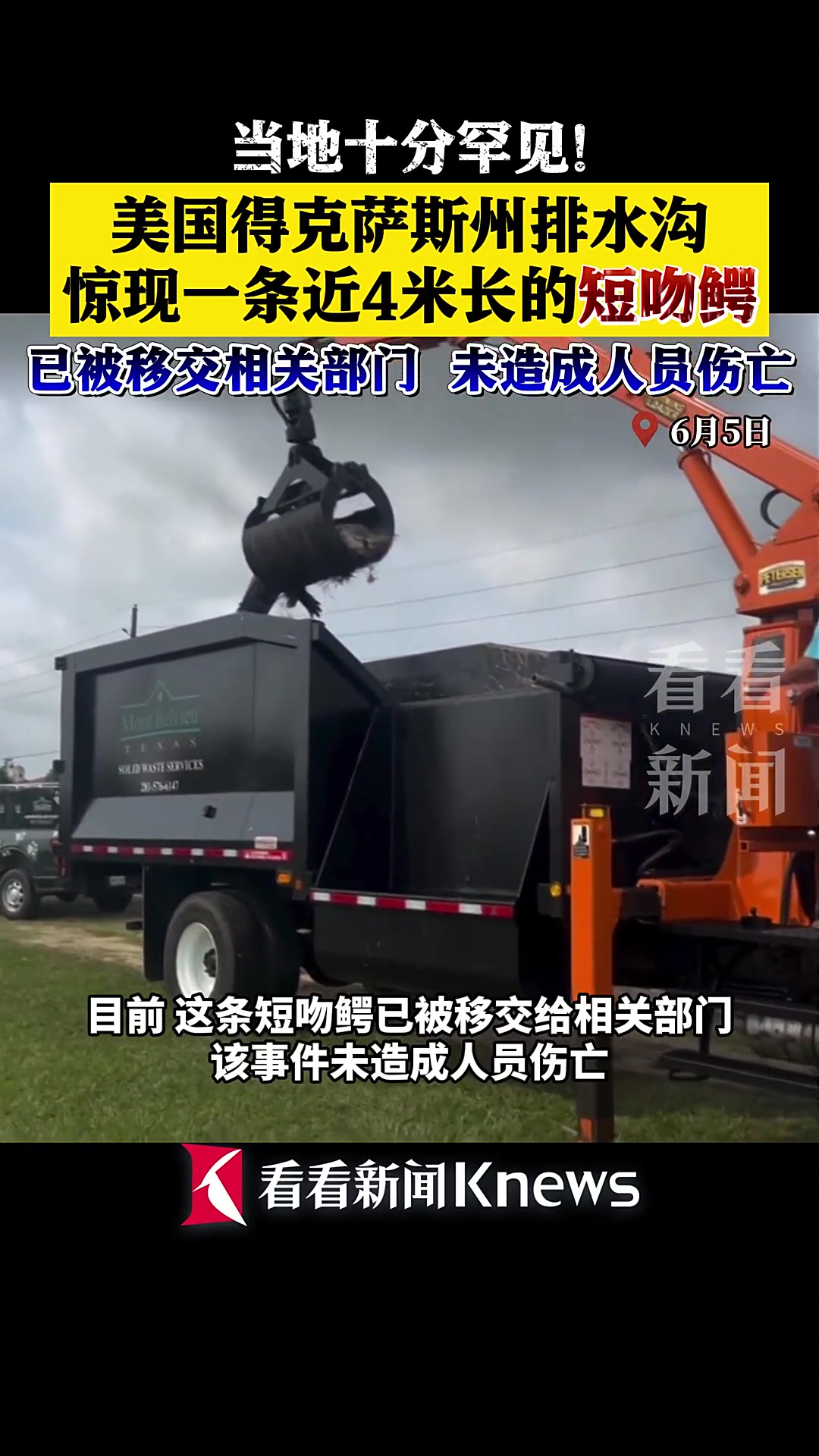 罕见!美国得州一排水沟惊现近4米长短吻鳄