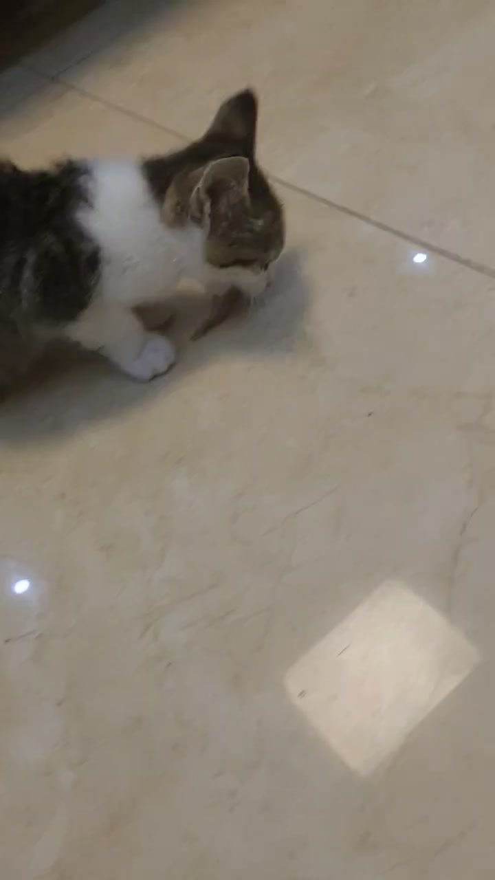 小猫吃小鱼干真的好治愈呀