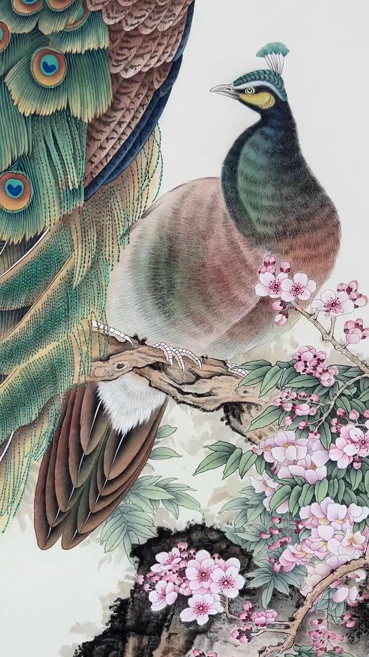 工笔孔雀画完了