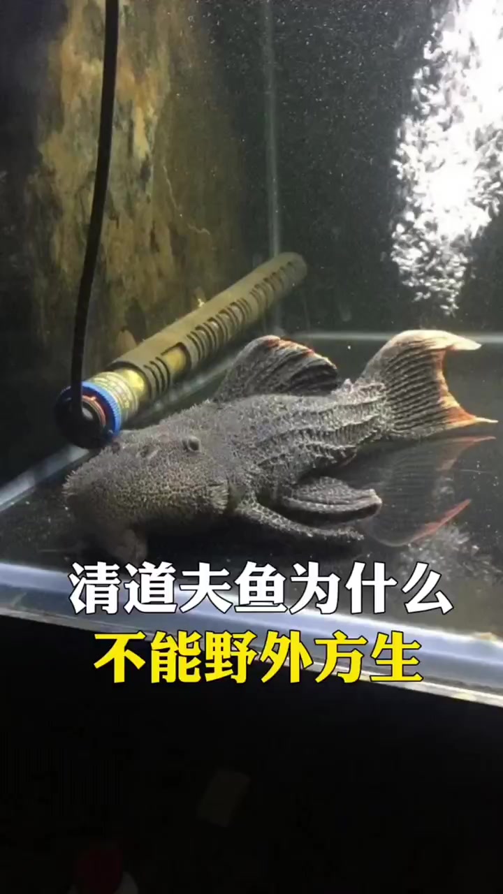 你知道清道夫鱼为什么不能放生野外吗?清道夫 放生 水库被?