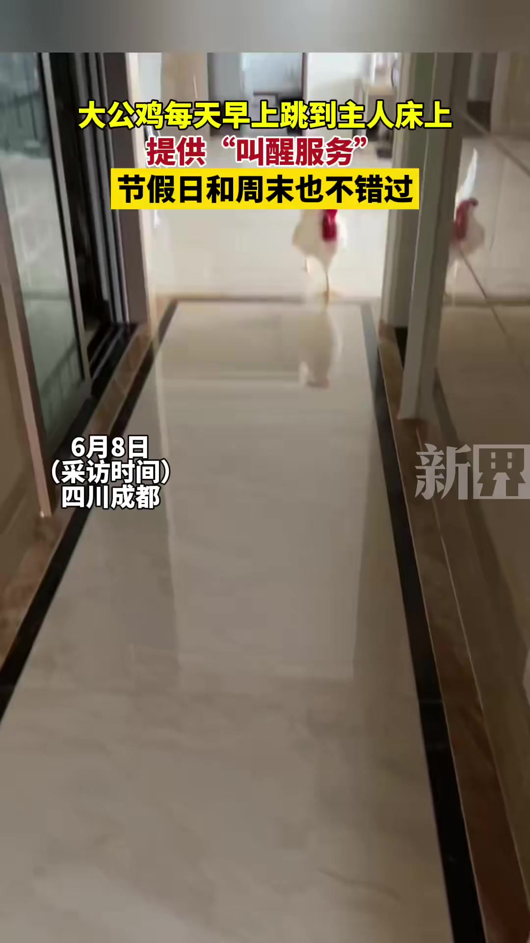 6月8日(原创采访),四川成都。大公鸡每天早上跳到主人床上,提供“叫醒服务”,节假日和周末