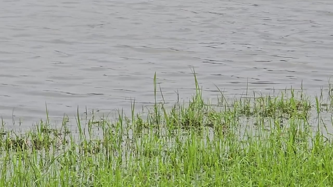 流水滩有大鱼——浅水湾时见黑背白肚翻